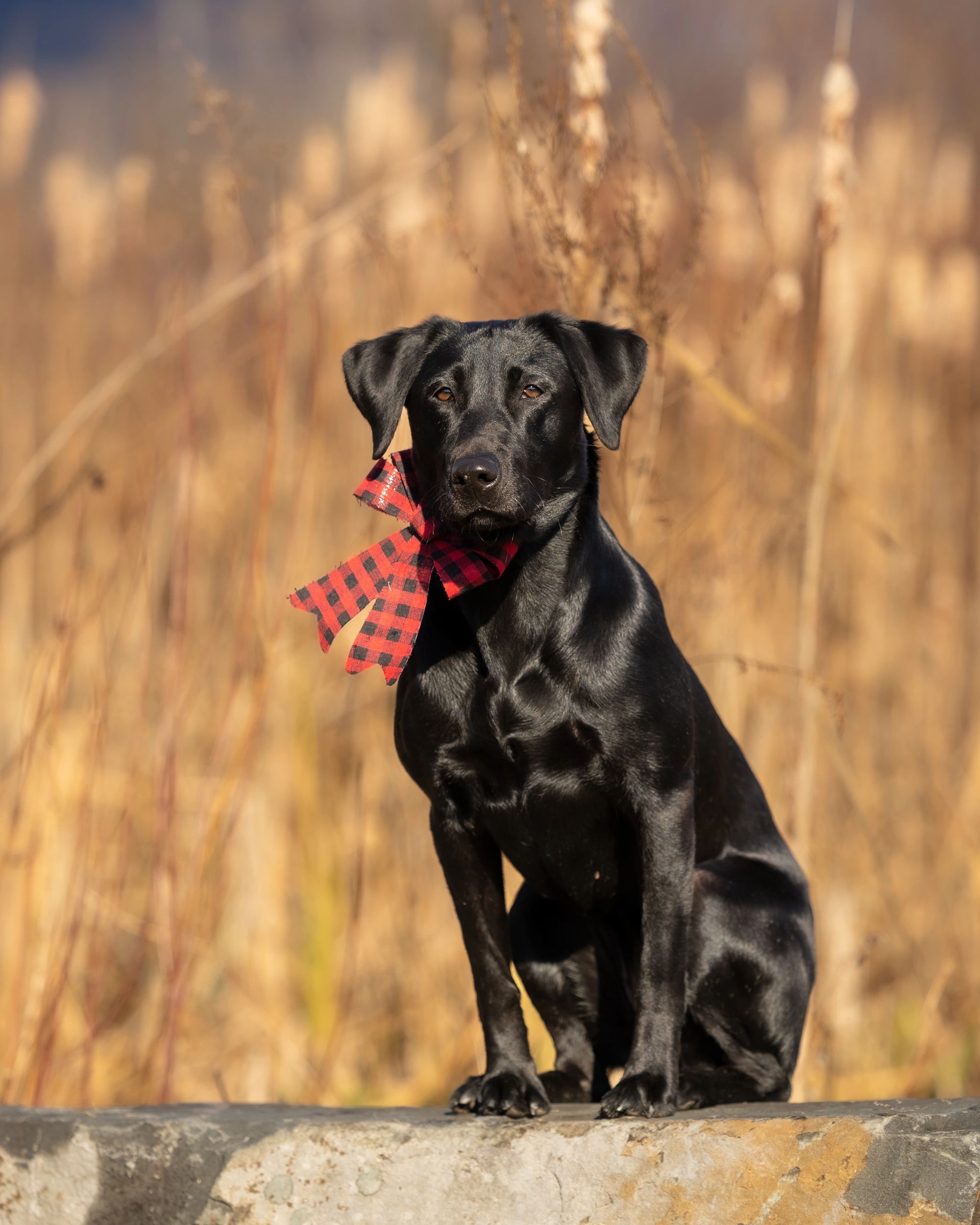 Winter pet portrait in snowy landscape